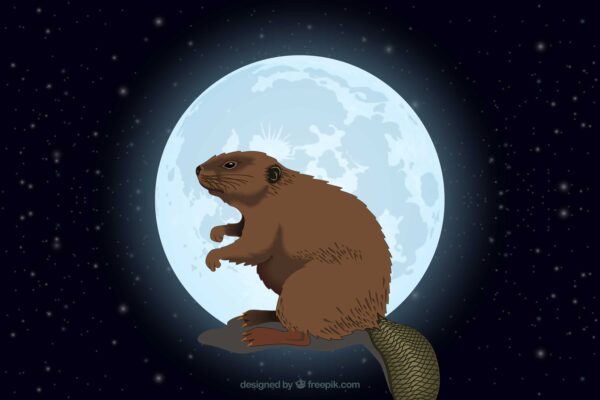 Novembers Full Moon, Full Moon, Beaver Moon, Frost Moon